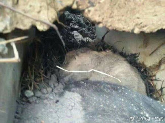 点击查看原图